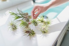 Jumbo Ionantha Guatemala ‘Macho’ Air Plants- Wholesale, Easy Care Indoor/Outdoor