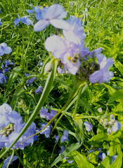 10 Spiderwort Transdescantia Purple Flower Bare Root Rhizome Bulbs- Live Plants