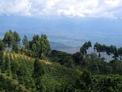 TANZANIA PEABERRY COFFEE BEANS MEDIUM ROASTED 2 OR 5 POUNDS IN 1 POUND BAGS