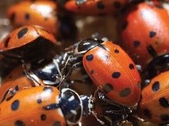 3,000 Live Ladybugs – Guaranteed Live Delivery! (2 x 1,500)