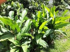 2X Orange Tropical Heliconia Rhizomes w/ 10 in stock, Exotic with bright Blooms!