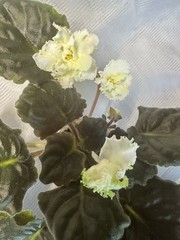 African Violet Plant RS Tsypa Starter