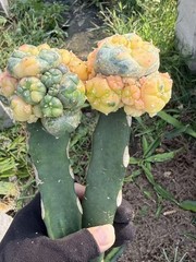 LW Multi Heads Succulent Plant variegated family indoor and outdoor 1PCS