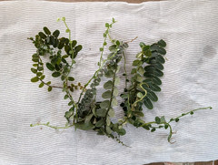 Marcgravia 10 Cuttings ~ Terrarium ~ Vivarium/ Dart Frog ~ 5+ inches long