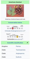 100% American Chestnut. 2025 harvest. Verified By The ACF. 5 Per Order