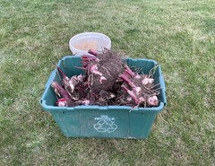 6 – KING HUMBERT Canna Lily Rhizomes bulbs purple/green Leaf, red/orange flowers