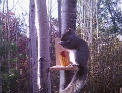 Corn on the Cob Squirrel, Bird, Rabbit, Feed 18 lb just harvested