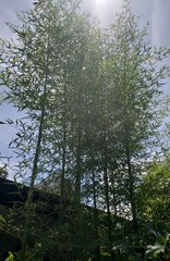 Chinese Timber Bamboo Phyllostachys Vivax Rhizome Fast Growing