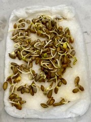 50+ Kaffir Lime Seeds Harvested 9/2025 Always Fresh And New Seeds มะกรูด
