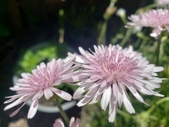 Pink Hawksbeard / Crepis Rubra Flower – 25 seeds, fast growing and bright pink!