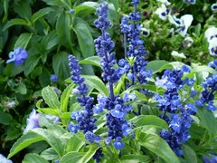 150 SEEDS – sage BLUE flower Salvia farinacea GroCo USA – Buy any 15-SHIPS FREE