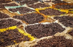 Tahitian Vanilla Beans – Whole Grade B Pods for Baking, Brewing, Extract Making
