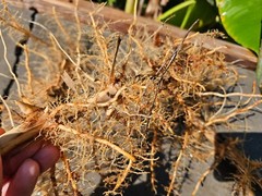 Madake Bamboo Rhizomes 1–12 Pack (Phyllostachys bambusoides) • Fast-Growing