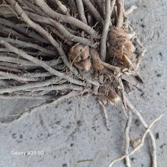 Ten Extra Large 3rd YEAR ASPARAGUS ROOTS