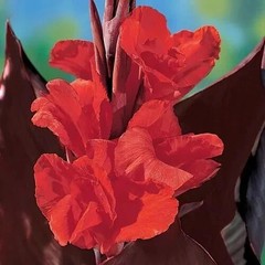 6 – KING HUMBERT Canna Lily Rhizomes bulbs purple/green Leaf, red/orange flowers