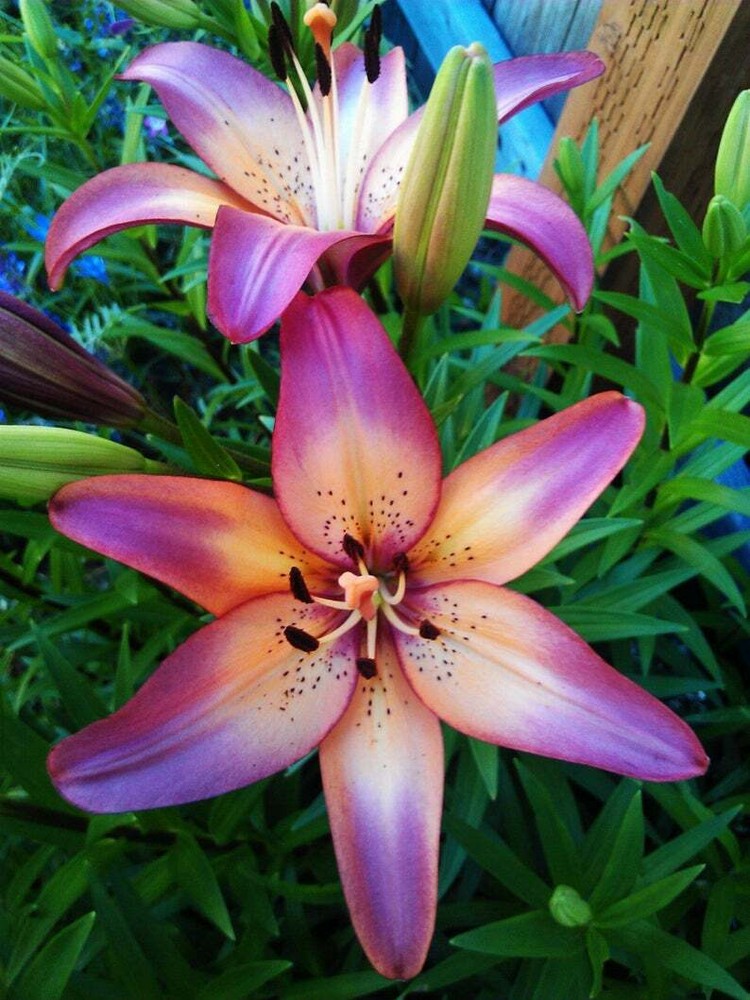 ROYAL SUNSET LILY FLOWER BULBS HARDY PERENNIAL PLANTS GROW 42″ TALL SUMMER BLOOM