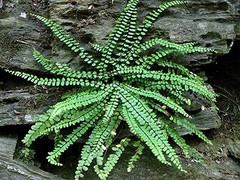 MAIDENHAIR SPLEENWORT fern 5 rhizomes Asplenium platyneuron