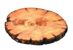 Bristlecone Pine Drink Coasters Set of 4 Handcrafted Wood Hundreds of Years Old