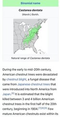 100% American Chestnut. 2025 harvest. Verified By The ACF. 5 Per Order