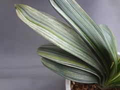 Clivia miniata ‘Echigo-zansetsu’ tricolor variegated [Must read description]