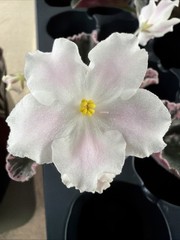 African Violet Plant Carolina Elegant Affair Starter Plant Standard