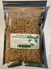 Wheat Grass Seed 1 LB (13,500+seeds) – Guaranteed to Grow !