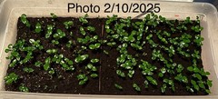 40+ Kaffir Lime Seeds Harvested 9/2025 Always Fresh And New Seeds มะกรูด