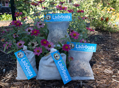 NaturesGoodGuys – Live Ladybugs – General predators