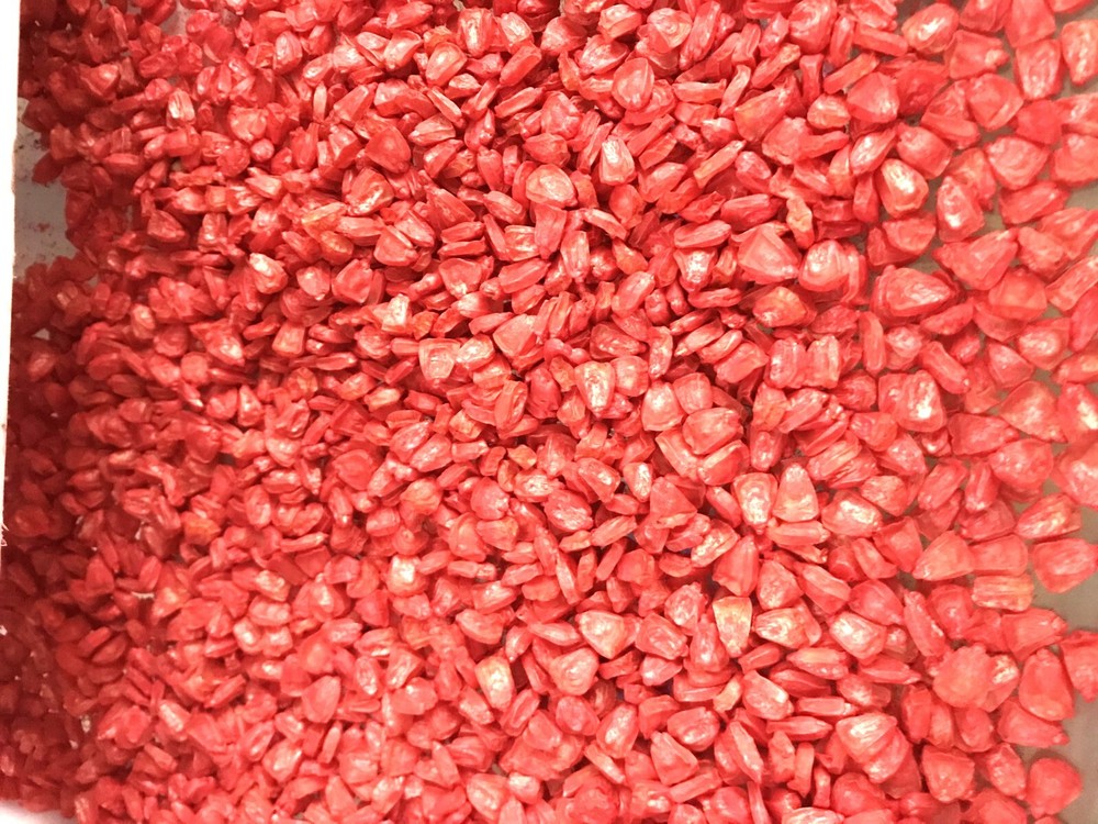 G90 Delicious Hybrid Sweet Corn Seed Bicolor Treated 350 Seeds, 4oz. 95% Germ.