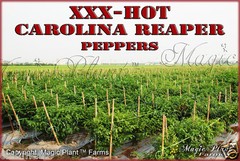 Carolina Reaper Pepper Powder – Non-GMO Reaper World’s Hottest Pepper (6 sizes)