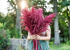 1000+ Organic Non-GMO Red Garnet Amaranth Seeds- Seeds Of Tomorrow
