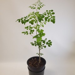 2-3ft Grown Moringa Oleifera Potted Tree 6 Months Old Nutritious Edible Leaves