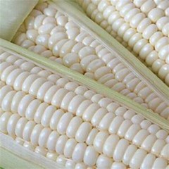 SCARBOROUGH SEEDS 25 SEEDS WHITE CORN (SILVER KING) HYBRID NON-GMO USA