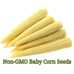 Baby Corn Seeds for Pickling | Non-GMO | Heirloom | Fresh Garden Seeds