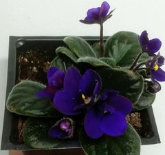 2 = 1 Pink African Violet Live Plant + 1 Blue-Purple African Violet 2″ MINI pots