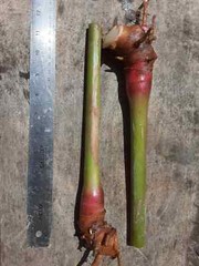2x Yellow butterfly ginger rhizomes with stalk. Very fragrant with many flowers.