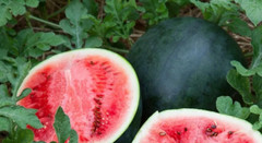 25+ Sugar Baby Watermelon seeds, Fresh, Ready for Planting. Free Shipping USA