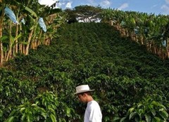 COLOMBIAN SUPREMO COFFEE BEANS DARK ROASTED 2 POUNDS
