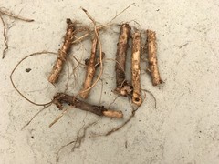 Start Next Year’s Crop Today. 3 Organic Cascade Hop Rhizomes, $22.00