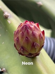 DRAGON FRUIT CUTTINGS – MULTIPLE VARIETIES – 8″ – 12: SIZE
