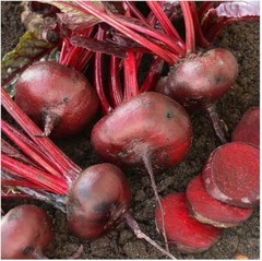 Crosby’s Egyptian Beet Seeds, German Heirloom, Flat Beet, NON-GMO, FREE SHIPPING