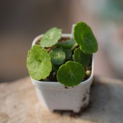 1CM Succulent Plant Crassula Umbella Wine Cup Crassulaceae Home Garden Beautiful