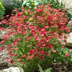 Flax SCARLET / RED Annual Wildflower Pollinators Partial Shade Non-GMO 500 Seeds