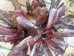 Neoregelia TUNISIA Bromeliad one tropical plant