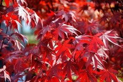 Fireglow Upright Red Japanese Maple – Live Plant – ( 2.5 QT )