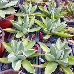 8CM Succulent Agave Plant Agave Potatorum Cv.’Cubic’ Agavaceae Home Garden Plant