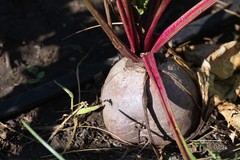 75 Giant Red BEET Mangelwurzel Mangel Mangold Wurzel Mammoth Long Beta Seeds