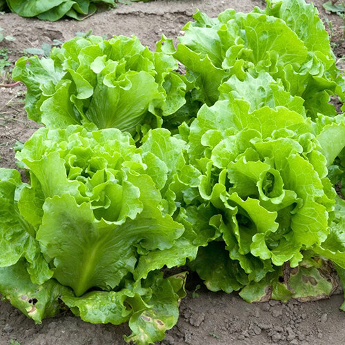 Black Seeded Simpson Lettuce Seeds | 500 Seeds | Non-GMO | Free Shipping | 1106