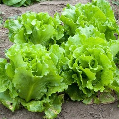 Black Seeded Simpson Lettuce Seeds | 500 Seeds | Non-GMO | Free Shipping | 1106