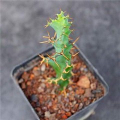 3PCS 8CM Succulent Cactus Plant Euphorbia Groenewdi Cactaceae Home Garden Plant